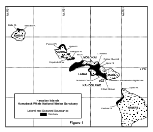 Hawaii whale area